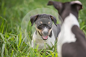 Two playful puppies