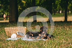 Two playful puppies