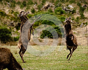 Two playful Red deer jumping on a meadow in Glencoe, Scotland