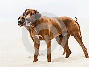 Two playful Rhodesian Ridgebacks standing at sand