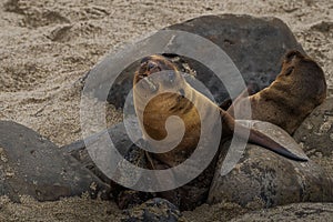 Two playful sea lion pups basking on a sunny beach surrounded by rocks in La Jolla, California