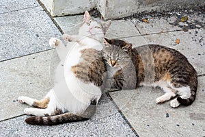 Two playful stray cats in Moscow photo
