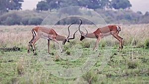 Two Playful Young Impala Sparring Together