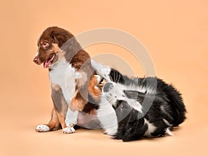 Two playing Australian Shepherd dogs