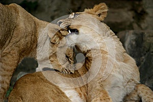 Two playing cubs (young lions)