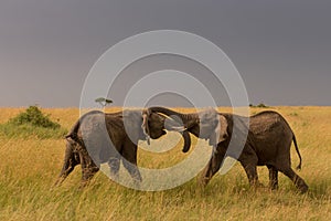 Two playing elephants