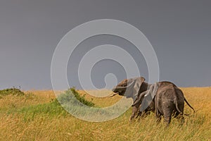Two playing elephants