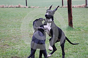 Two playing great danes in the park