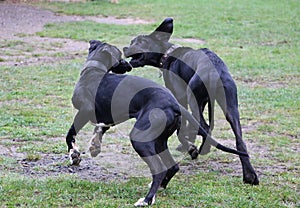 Two playing great danes in the park photo