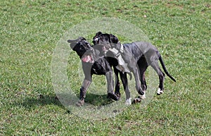 Two playing great danes in the park photo