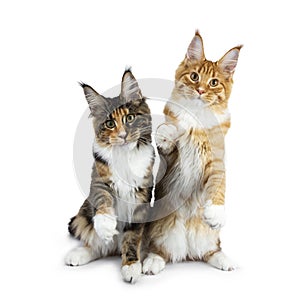 Two playing Maine Coon cat kittens sitting up, one on hind paws, the other one with one paw in air and sticking tongue out, both l