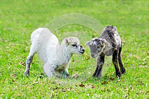 Two playing newborn lambs in green meadow