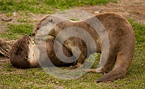 Two playing otters