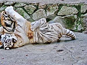 Two playing tiger cubs, white and orange