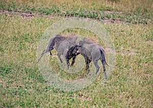 Two playing Warthogs in the savannah of the Chobe Nationalpark in Botswana