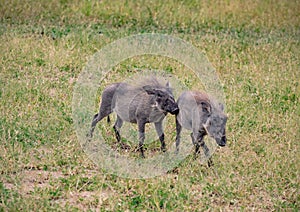 Two playing Warthogs in the savannah of the Chobe Nationalpark in Botswana