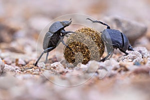 Two plugging dung beetles
