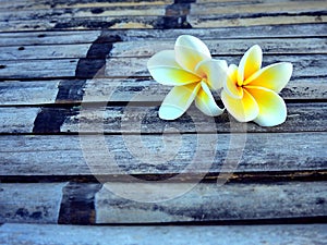 Two Plumeria flower.