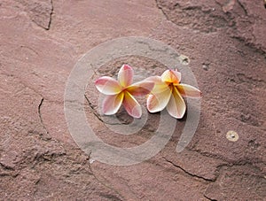 Two plumeria flower on red sand stone