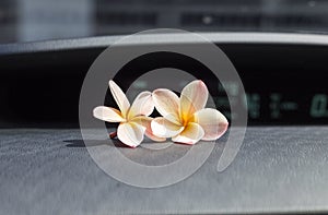 Two plumeria flowers on the car console