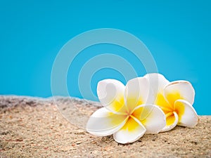 Two plumeria flowers on pastel background