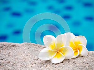 Two plumeria flowers beside swimming pool