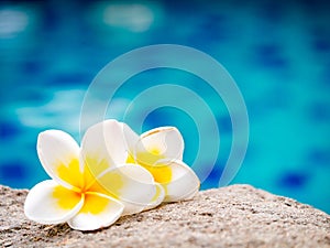 Two plumeria flowers beside swimming pool