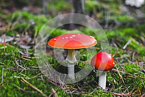 two poisonous mushroom amanita with red caps on green moss. Fly agaric danger to mushroom pickers.