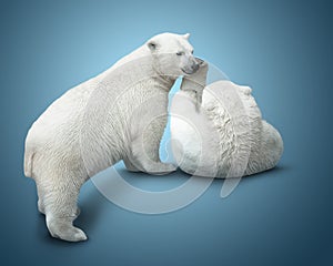two polar bear