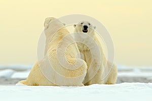 Two Polar bear couple cuddling on drift ice in Arctic Svalbard. Bear with snow and white ice on the sea. Cold winter scene with da