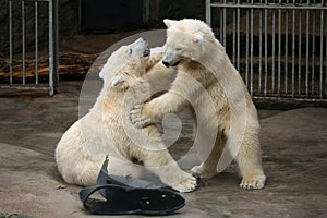Two polar bear cubs