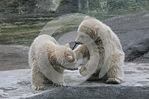 Two polar bear cubs