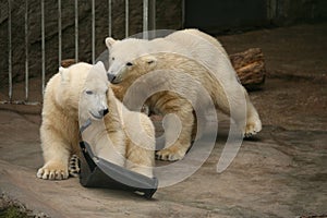 Two polar bear cubs