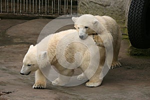 Two polar bear cubs