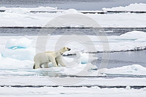 Two polar bear cubs, on the ice, north of Svalbard in the Arctic