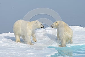 Two polar bear cubs playing together on the ice