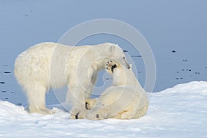 Two polar bear cubs playing together on the ice