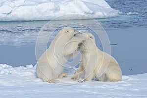 Two polar bear cubs playing together on the ice