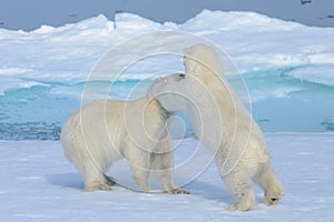 Two polar bear cubs playing together on the ice