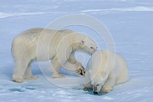 Two polar bear cubs playing together on the ice