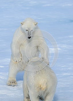 Two polar bear cubs playing together on the ice