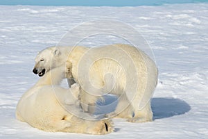 Two polar bear cubs playing together on the ice