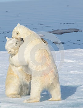 Two polar bear cubs playing together on the ice