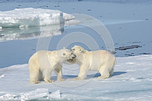 Two polar bear cubs playing together on the ice