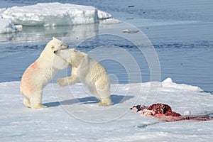 Two polar bear cubs playing together on the ice