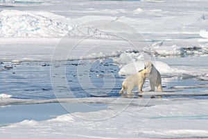 Two polar bear cubs playing together on the ice