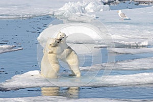 Two polar bear cubs playing together on the ice