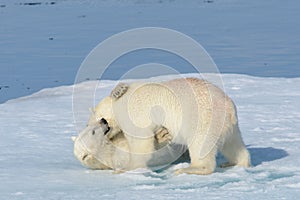 Two polar bear cubs playing together on the ice