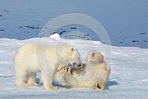 Two polar bear cubs playing together on the ice