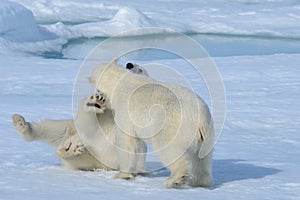 Two polar bear cubs playing together on the ice